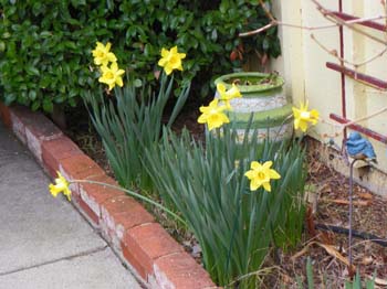 A few daffodils add color